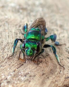 Image of Euglossa imperialis Cockerell 1922