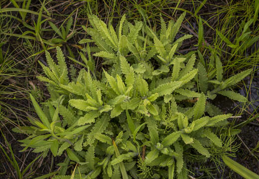 Image of swamp lousewort