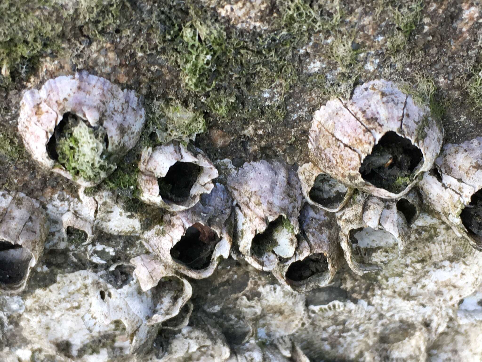 Image of Striped barnacle