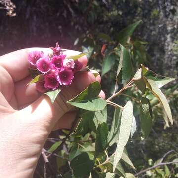 Imagem de Vallea stipularis Mutis ex L. fil.