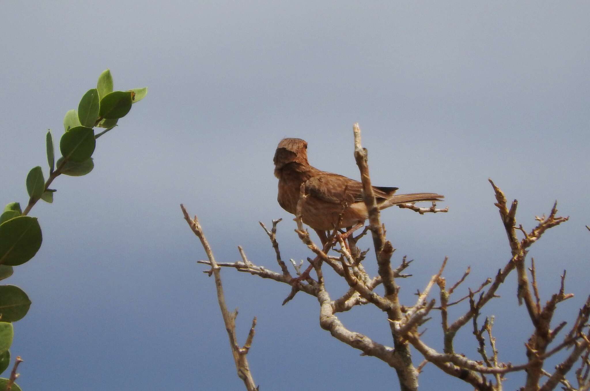 Image of Pink-breasted Lark