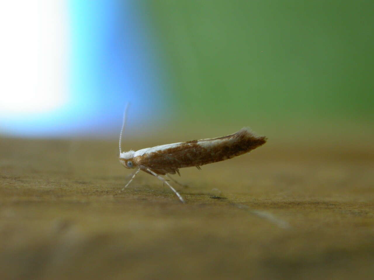 Imagem de Argyresthia albistria Haworth 1828