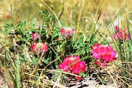 Image de Oxytropis intermedia Bunge