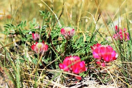 Image of Oxytropis intermedia Bunge