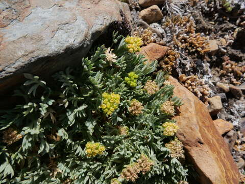 Plancia ëd Podistera nevadensis (A. Gray) S. Wats.