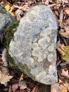 Image of porpidia lichen