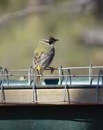 صورة Melithreptus brevirostris pallidiceps Mathews 1912