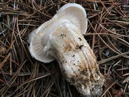 Image of Tricholoma zelleri (D. E. Stuntz & A. H. Sm.) Ovrebo & Tylutki 1975