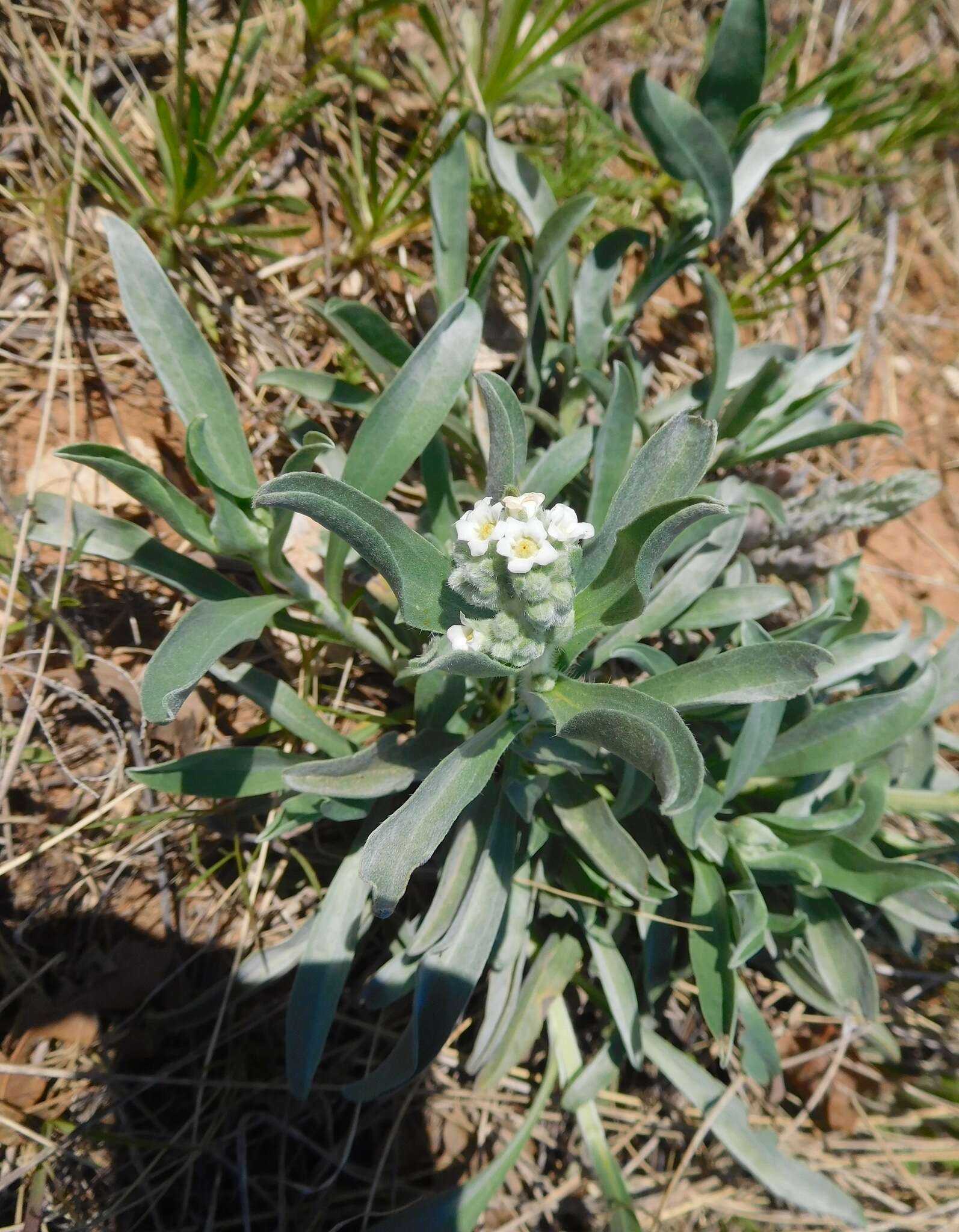 Imagem de Oreocarya suffruticosa (Torr.) Greene