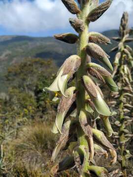 Image of Puya nitida Mez