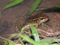 Image of Peralta frog