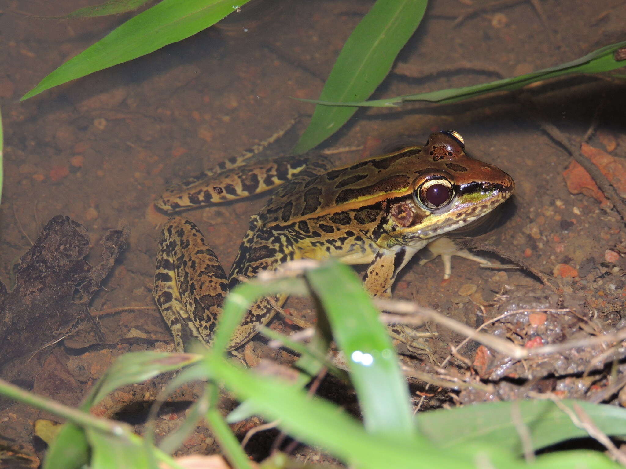 Image of Peralta frog