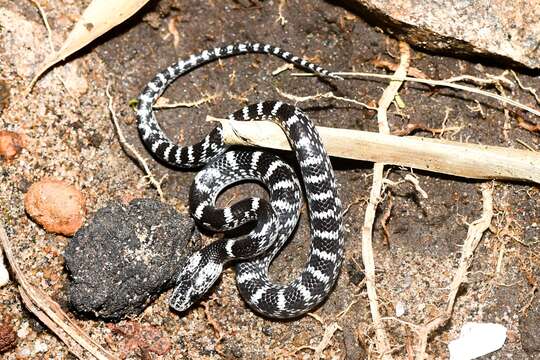 Image of Travancore Wolf Snake