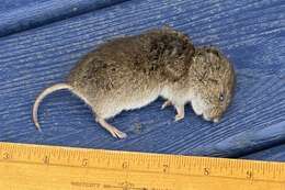 Image of Gray-tailed Vole
