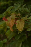 Image of Bauhinia phoenicea Wight & Arn.