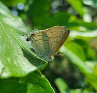 Imagem de Hypolycaena philippus (Fabricius 1793)