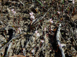 Image de Stylidium calcaratum R. Br.