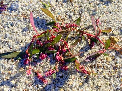 Слика од Persicaria maculosa subsp. maculosa