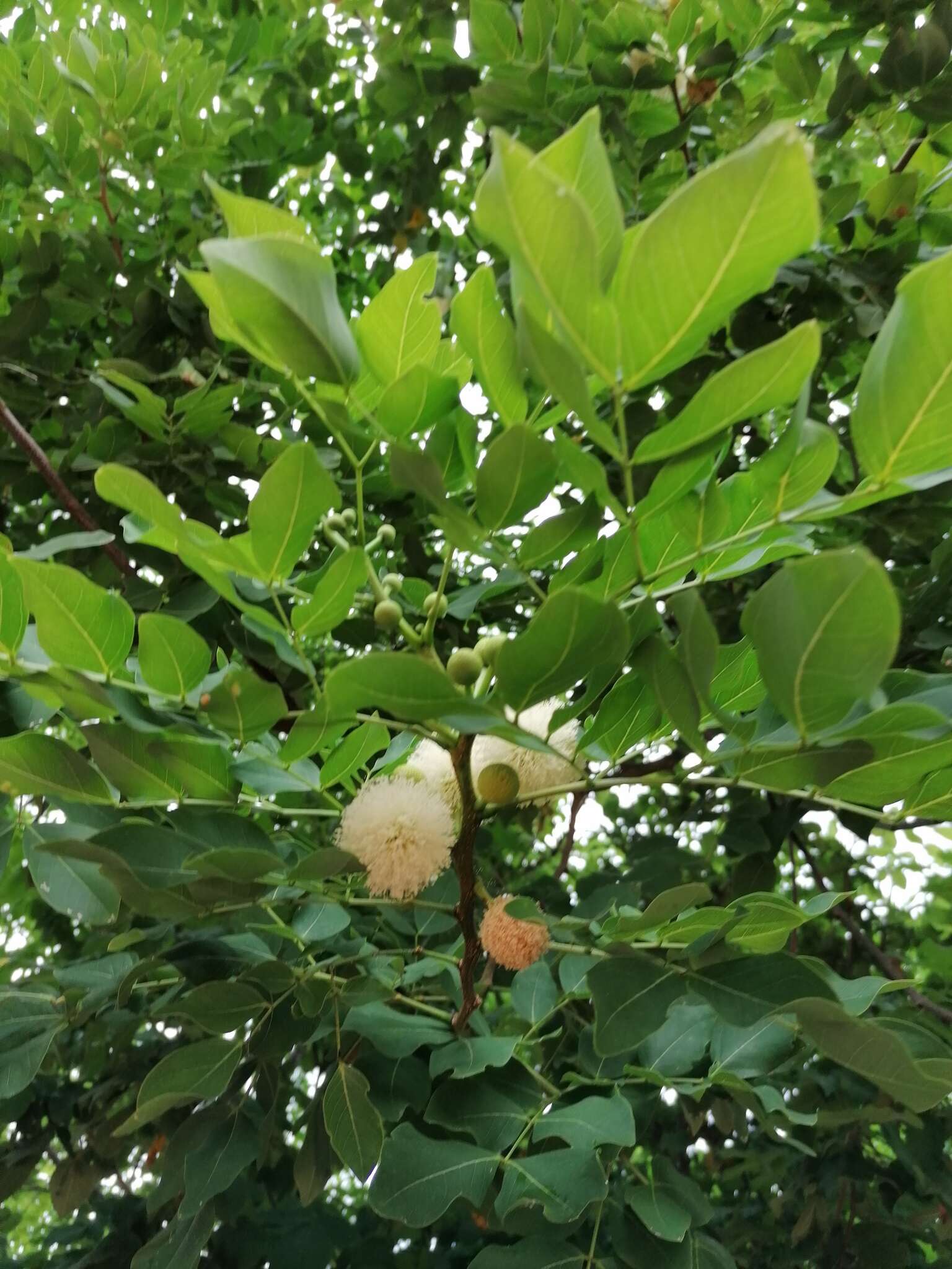 Plancia ëd Leucaena macrophylla Benth.