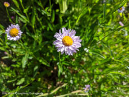 Image de Erigeron aliceae Howell