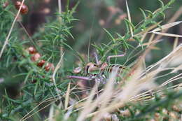 Image of Neocallicrania lusitanica (Aires & Menano 1916)