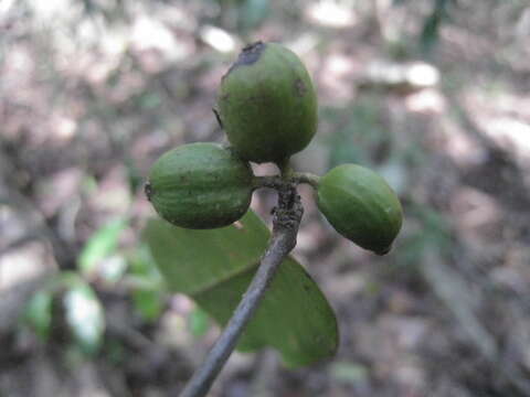 Coffea tetragona Jum. & H. Perrier resmi