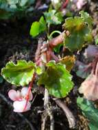 Begonia cucullata var. hookeri (A. DC.) L. B. Sm. & B. G. Schub.的圖片