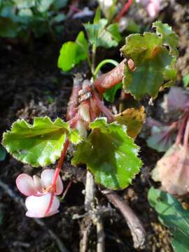 Image of Begonia cucullata var. hookeri (A. DC.) L. B. Sm. & B. G. Schub.