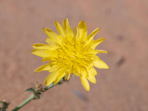 Image of Launaea mucronata subsp. cassiniana (Jaub. & Spach) N. Kilian