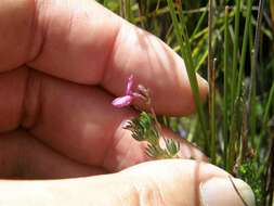 Слика од Indigofera quinquefolia E. Mey.