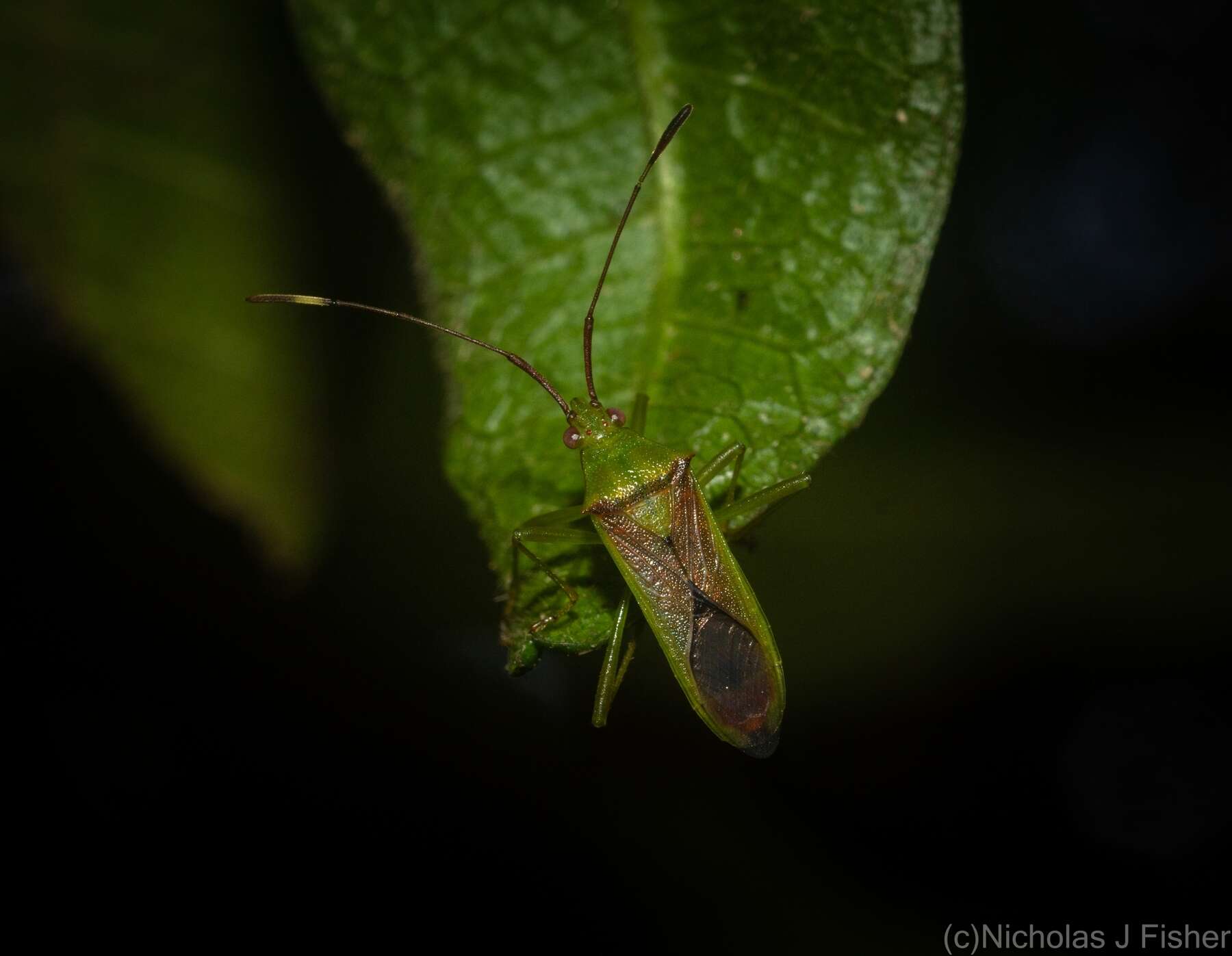 Amblypelta nitida Stål 1873的圖片