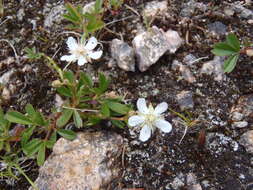 Image of Shrubby-Fivefingers