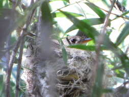 Image of southwestern willow flycatcher