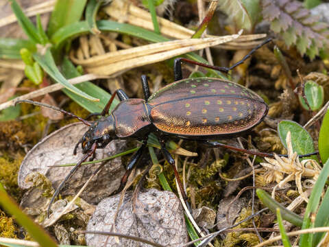 Image of Carabus (Platycarabus) fabricii Panzer 1810