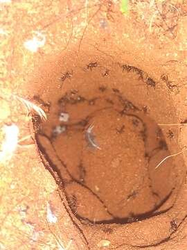 Image of Pheidole oxyops Forel 1908