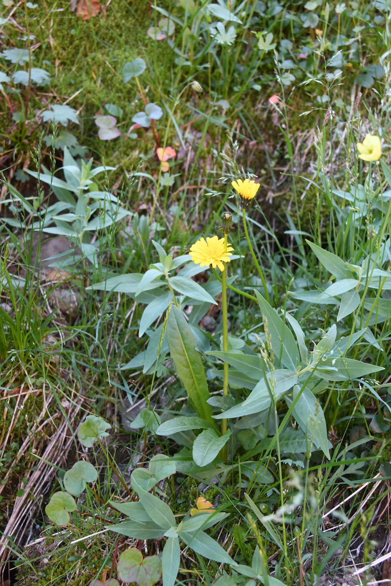 Image of Horned Dandelion