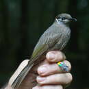 Image of Eungella Honeyeater