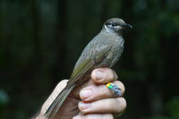 Image of Eungella Honeyeater