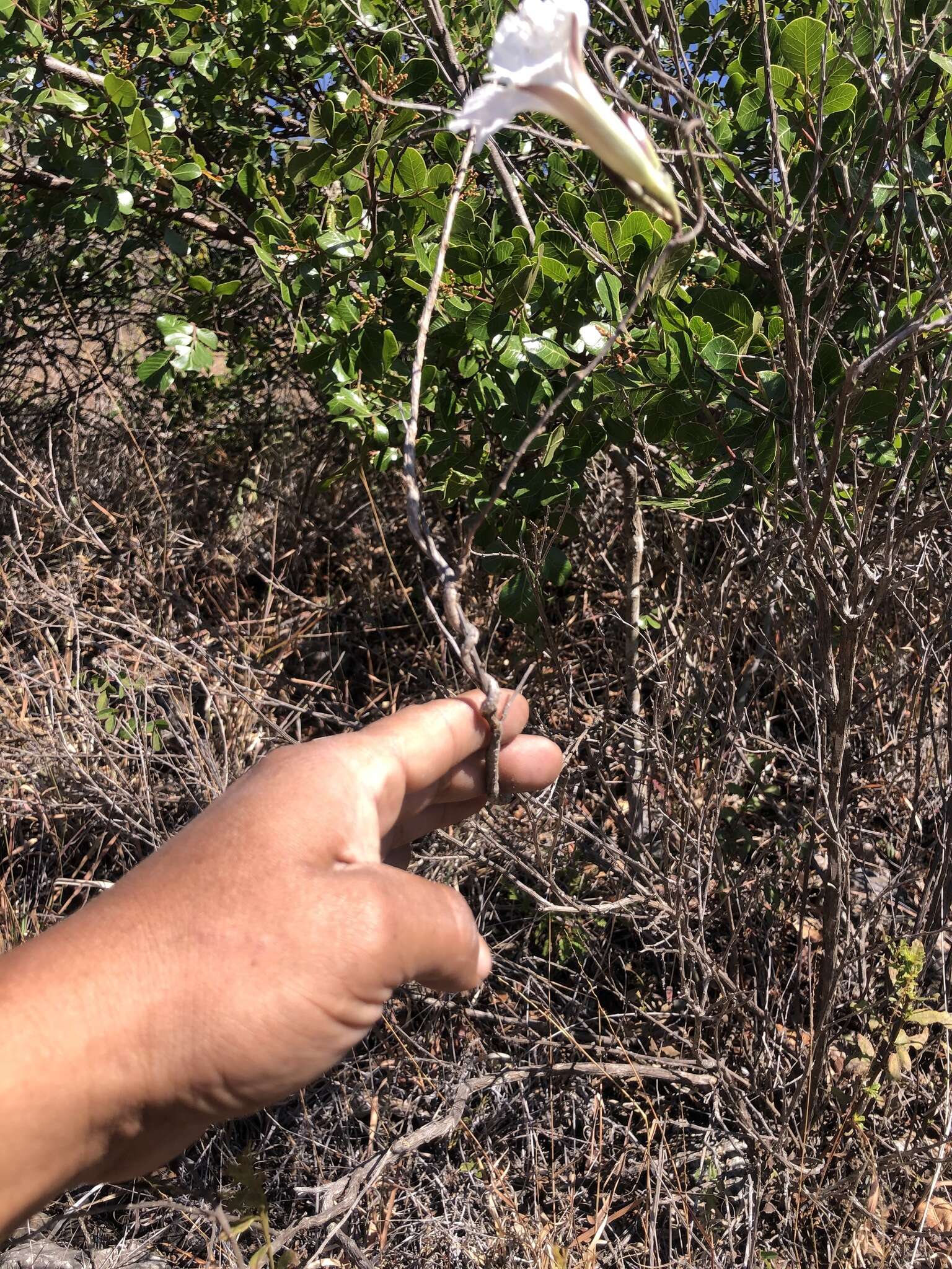 Слика од Ipomoea pruinosa G. D. Mc Pherson