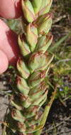 Image of African weed-orchid