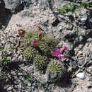 Image de Rebutia cylindrica (Donald & A. B. Lau) D. R. Hunt