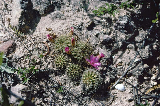 Imagem de Rebutia cylindrica (Donald & A. B. Lau) D. R. Hunt