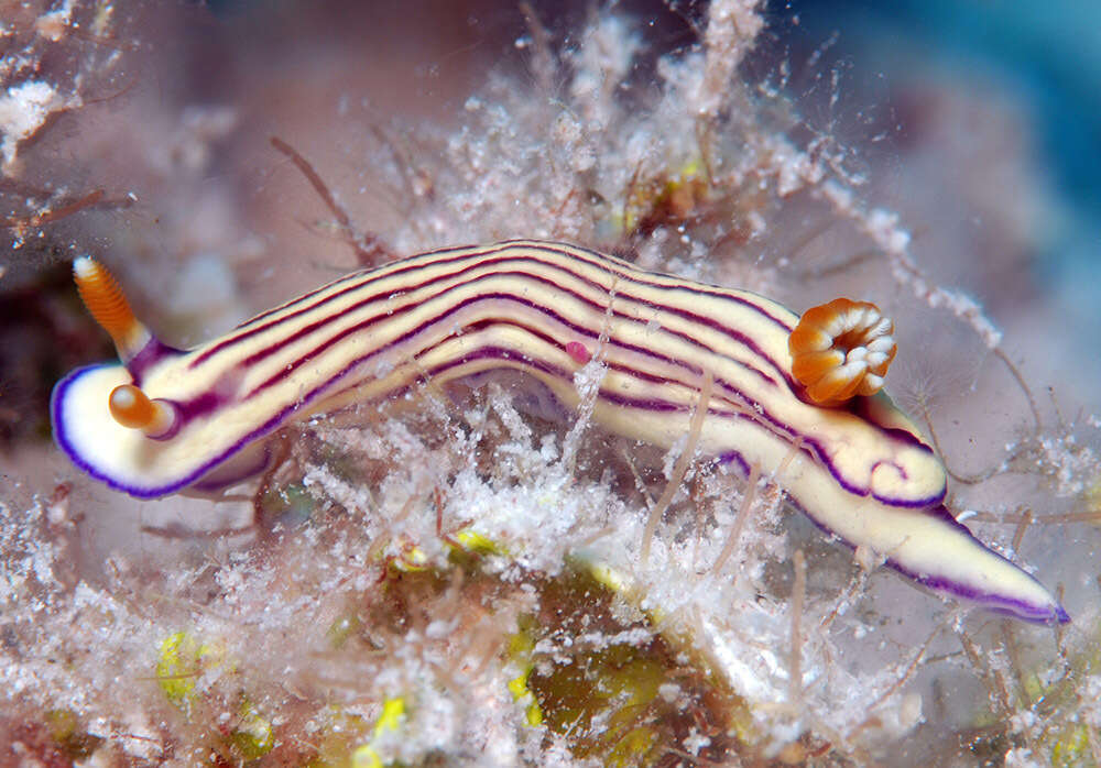 Image of Orange gilled purple lined white slug