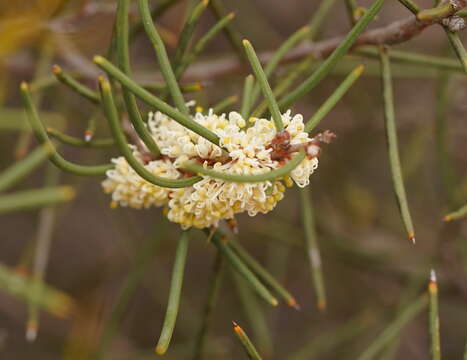 Image of Hakea mitchellii Meissn.