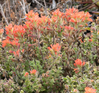 Image of Monterey Indian paintbrush