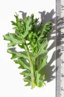 Image of Senecio paarlensis DC.