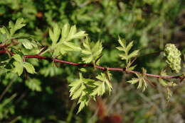 Imagem de Crataegus pallasii Griseb.