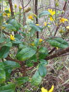 صورة Bidens hawaiensis A. Gray