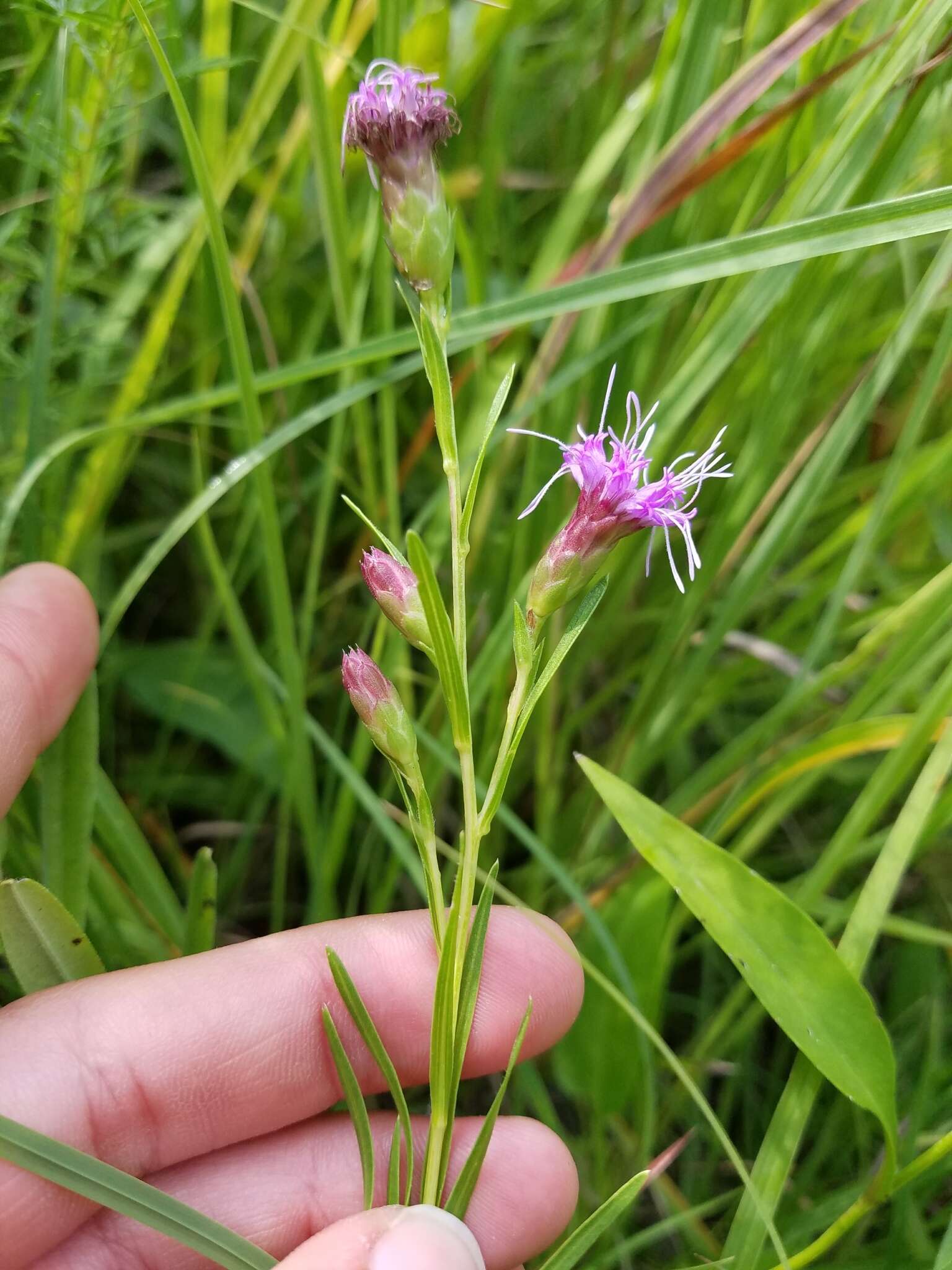 Image of Ontario blazing star