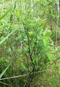 Image of eared willow